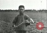 Image of soybean cultivation Harbin Manchukuo Manchuria China, 1928, second 39 stock footage video 65675066284