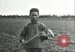 Image of soybean cultivation Harbin Manchukuo Manchuria China, 1928, second 40 stock footage video 65675066284