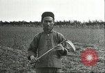 Image of soybean cultivation Harbin Manchukuo Manchuria China, 1928, second 42 stock footage video 65675066284