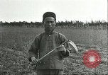 Image of soybean cultivation Harbin Manchukuo Manchuria China, 1928, second 45 stock footage video 65675066284