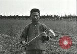 Image of soybean cultivation Harbin Manchukuo Manchuria China, 1928, second 49 stock footage video 65675066284
