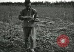 Image of soybean cultivation Harbin Manchukuo Manchuria China, 1928, second 60 stock footage video 65675066284