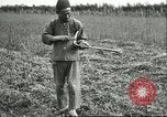 Image of soybean cultivation Harbin Manchukuo Manchuria China, 1928, second 61 stock footage video 65675066284