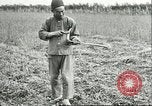 Image of soybean cultivation Harbin Manchukuo Manchuria China, 1928, second 62 stock footage video 65675066284