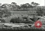 Image of soybean cultivation Harbin Manchukuo Manchuria China, 1928, second 24 stock footage video 65675066285
