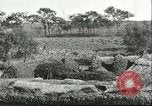 Image of soybean cultivation Harbin Manchukuo Manchuria China, 1928, second 26 stock footage video 65675066285