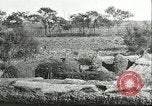 Image of soybean cultivation Harbin Manchukuo Manchuria China, 1928, second 27 stock footage video 65675066285