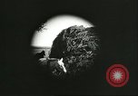 Image of soybean cultivation Harbin Manchukuo Manchuria China, 1928, second 39 stock footage video 65675066285