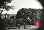 Image of soybean cultivation Harbin Manchukuo Manchuria China, 1928, second 40 stock footage video 65675066285