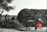 Image of soybean cultivation Harbin Manchukuo Manchuria China, 1928, second 41 stock footage video 65675066285