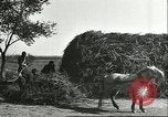 Image of soybean cultivation Harbin Manchukuo Manchuria China, 1928, second 42 stock footage video 65675066285