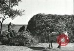 Image of soybean cultivation Harbin Manchukuo Manchuria China, 1928, second 43 stock footage video 65675066285