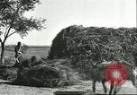 Image of soybean cultivation Harbin Manchukuo Manchuria China, 1928, second 44 stock footage video 65675066285