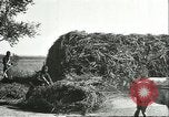 Image of soybean cultivation Harbin Manchukuo Manchuria China, 1928, second 45 stock footage video 65675066285