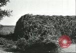 Image of soybean cultivation Harbin Manchukuo Manchuria China, 1928, second 46 stock footage video 65675066285
