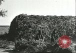 Image of soybean cultivation Harbin Manchukuo Manchuria China, 1928, second 47 stock footage video 65675066285