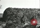 Image of soybean cultivation Harbin Manchukuo Manchuria China, 1928, second 48 stock footage video 65675066285