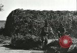 Image of soybean cultivation Harbin Manchukuo Manchuria China, 1928, second 49 stock footage video 65675066285