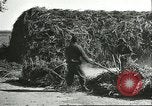 Image of soybean cultivation Harbin Manchukuo Manchuria China, 1928, second 50 stock footage video 65675066285