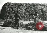 Image of soybean cultivation Harbin Manchukuo Manchuria China, 1928, second 51 stock footage video 65675066285