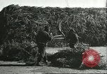 Image of soybean cultivation Harbin Manchukuo Manchuria China, 1928, second 52 stock footage video 65675066285