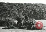 Image of soybean cultivation Harbin Manchukuo Manchuria China, 1928, second 53 stock footage video 65675066285