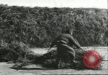 Image of soybean cultivation Harbin Manchukuo Manchuria China, 1928, second 55 stock footage video 65675066285