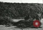 Image of soybean cultivation Harbin Manchukuo Manchuria China, 1928, second 56 stock footage video 65675066285