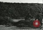 Image of soybean cultivation Harbin Manchukuo Manchuria China, 1928, second 57 stock footage video 65675066285