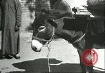 Image plaqueminier vergers Chihli Chine, 1928, de la seconde 48 séquences d'archives historiques vidéo 65675066287