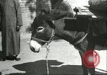 Image plaqueminier vergers Chihli Chine, 1928, de la seconde 50 séquences d'archives historiques vidéo 65675066287