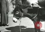 Image plaqueminier vergers Chihli Chine, 1928, de la seconde 51 séquences d'archives historiques vidéo 65675066287
