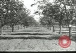 Image plaqueminier vergers Chihli Chine, 1928, de la seconde 10 séquences d'archives historiques vidéo 65675066288