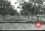 Image plaqueminier vergers Chihli Chine, 1928, de la seconde 11 séquences d'archives historiques vidéo 65675066288