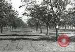 Image plaqueminier vergers Chihli Chine, 1928, de la seconde 12 séquences d'archives historiques vidéo 65675066288
