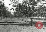 Image plaqueminier vergers Chihli Chine, 1928, de la seconde 13 séquences d'archives historiques vidéo 65675066288