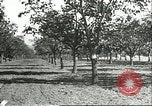 Image plaqueminier vergers Chihli Chine, 1928, de la seconde 14 séquences d'archives historiques vidéo 65675066288