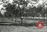 Image plaqueminier vergers Chihli Chine, 1928, de la seconde 16 séquences d'archives historiques vidéo 65675066288