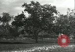 Image plaqueminier vergers Chihli Chine, 1928, de la seconde 30 séquences d'archives historiques vidéo 65675066288