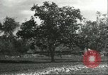 Image plaqueminier vergers Chihli Chine, 1928, de la seconde 31 séquences d'archives historiques vidéo 65675066288