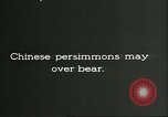 Image plaqueminier vergers Chihli Chine, 1928, de la seconde 32 séquences d'archives historiques vidéo 65675066288
