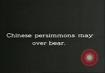 Image plaqueminier vergers Chihli Chine, 1928, de la seconde 33 séquences d'archives historiques vidéo 65675066288