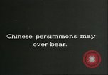 Image plaqueminier vergers Chihli Chine, 1928, de la seconde 34 séquences d'archives historiques vidéo 65675066288