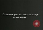 Image plaqueminier vergers Chihli Chine, 1928, de la seconde 35 séquences d'archives historiques vidéo 65675066288