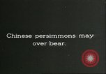 Image plaqueminier vergers Chihli Chine, 1928, de la seconde 36 séquences d'archives historiques vidéo 65675066288