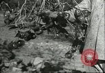 Image plaqueminier vergers Chihli Chine, 1928, de la seconde 38 séquences d'archives historiques vidéo 65675066288