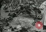 Image plaqueminier vergers Chihli Chine, 1928, de la seconde 40 séquences d'archives historiques vidéo 65675066288