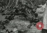 Image plaqueminier vergers Chihli Chine, 1928, de la seconde 43 séquences d'archives historiques vidéo 65675066288