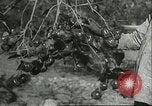 Image plaqueminier vergers Chihli Chine, 1928, de la seconde 44 séquences d'archives historiques vidéo 65675066288