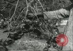 Image plaqueminier vergers Chihli Chine, 1928, de la seconde 45 séquences d'archives historiques vidéo 65675066288